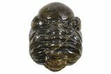 Long Partially Enrolled Austerops Trilobite - Morocco #296588-2